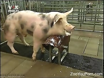 Free Farm Sex