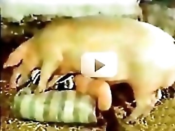 Dog Porn
