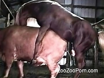 zoo Dog Sex