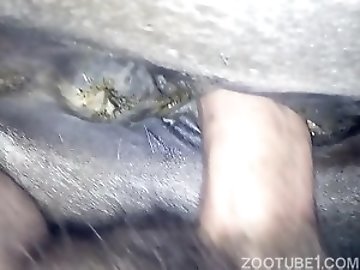 Wax torture zoo