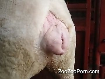 Brutal Animals Fuck
