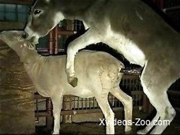 Vacuum torture zoo