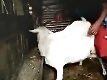 Animal Sex Videos