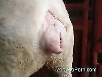 zoo Porn XXX