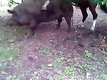 Sheep Fuck